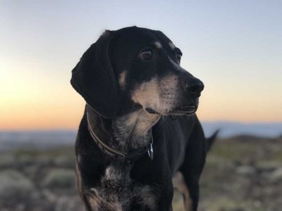 Eric Roberson’s dog, Blue, at sunset, as he watches birds battle it out above his backyard. Photo courtesy of the author.