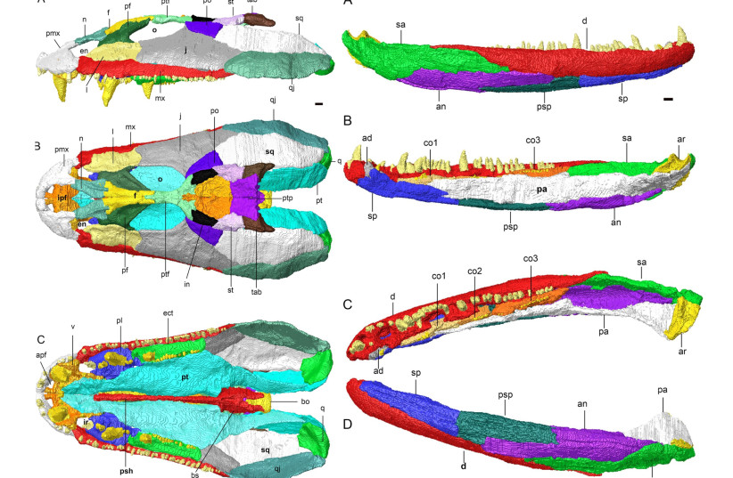 3D reconstruction of the cranium and lower jaw of Crassigyrinus scoticus (credit: Laura B. Porro, Emily J. Rayfield and Jennifer A. Clack/Journal of Vertebrate Paleontology) 3D reconstruction of the cranium and lower jaw of Crassigyrinus scoticus (credit: Laura B. Porro, Emily J. Rayfield and Jennifer A. Clack/Journal of Vertebrate Paleontology)