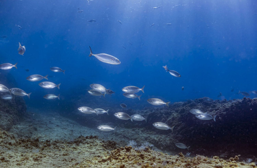 Fish are seen swimming below the Mediterranean Sea, where climate change has forced many animals to swim to new depths. (credit: Dr. Shevy Rothman) Fish are seen swimming below the Mediterranean Sea, where climate change has forced many animals to swim to new depths. (credit: Dr. Shevy Rothman)