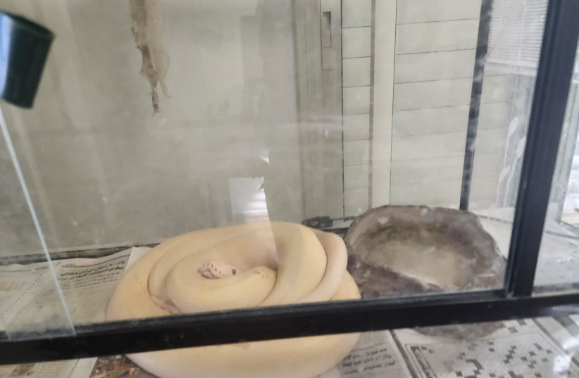 A coiled snake seized by Israel Border Police in a raid in Tur'an. (credit: BORDER POLICE SPOKESPERSON) A coiled snake seized by Israel Border Police in a raid in Tur'an. (credit: BORDER POLICE SPOKESPERSON)