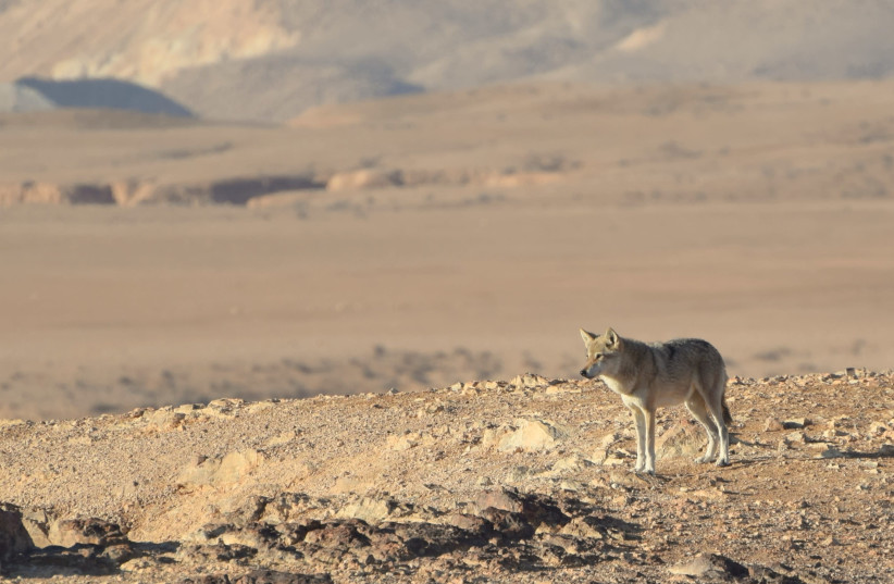 Lone wolf in the Negev (credit: COURTESY HAIM BERGER) Lone wolf in the Negev (credit: COURTESY HAIM BERGER)