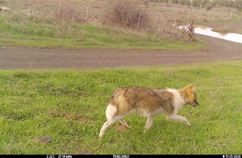 Golden Jackal with unique coat coloration in the Golan Heights. (credit: Scientific Reports) Golden Jackal with unique coat coloration in the Golan Heights. (credit: Scientific Reports)
