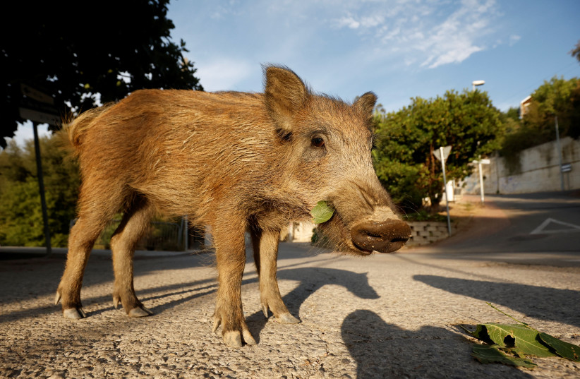 A young boar walks through Las Planas neighborhood in the Collserola Natural Park in Barcelona, Spain, August 11, 2022. (credit: REUTERS/ALBERT GEA) A young boar walks through Las Planas neighborhood in the Collserola Natural Park in Barcelona, Spain, August 11, 2022. (credit: REUTERS/ALBERT GEA)