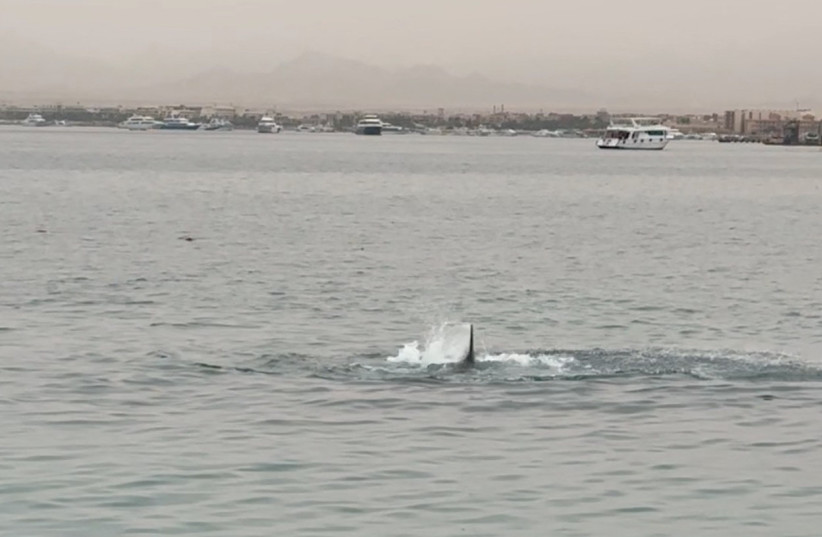 A shark fin is seen above the water during a shark attack in Hurghada, Egypt June 8, 2023, in this still image obtained from a social media video (credit: Grigory Kataev/via REUTERS) A shark fin is seen above the water during a shark attack in Hurghada, Egypt June 8, 2023, in this still image obtained from a social media video (credit: Grigory Kataev/via REUTERS)