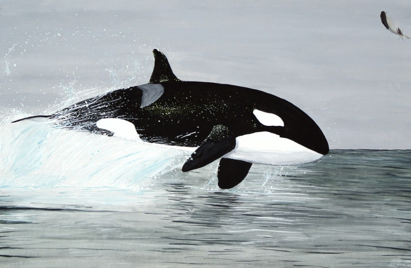 An orca, also known as a killer whale. Just 83 more of them and you could have something as long as the width of an asteroid (Illustrative). (credit: CREATIVE COMMONS) An orca, also known as a killer whale. Just 83 more of them and you could have something as long as the width of an asteroid (Illustrative). (credit: CREATIVE COMMONS)