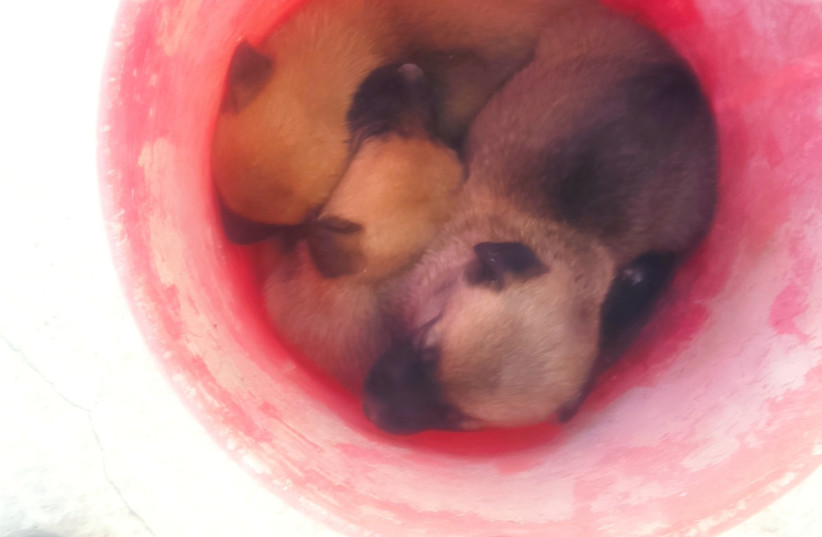 conducted a successful operation, rescuing dogs from deplorable conditions (credit: ISRAEL POLICE) conducted a successful operation, rescuing dogs from deplorable conditions (credit: ISRAEL POLICE)