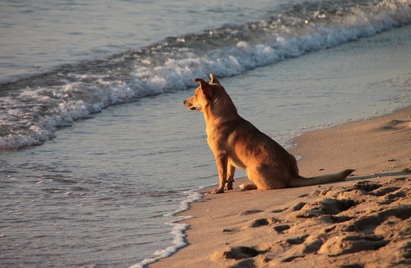 Dog sitting on the beach near the water (credit: PICKPIK) Dog sitting on the beach near the water (credit: PICKPIK)