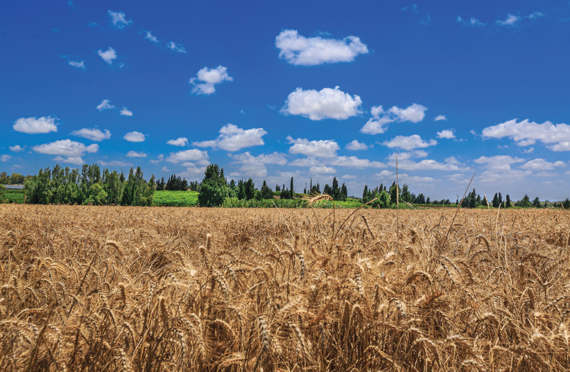 Wheat Field in Israel (credit: EDI ISRAEL/FLASH90) Wheat Field in Israel (credit: EDI ISRAEL/FLASH90)