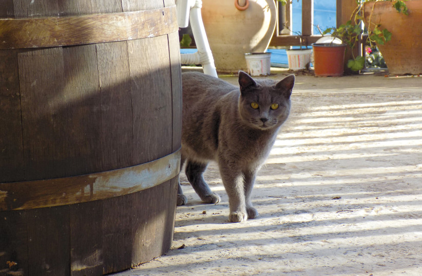A CURIOUS cat in Jerusalem watches Hindy Pearson as she approaches. (credit: Hindy Pearson) A CURIOUS cat in Jerusalem watches Hindy Pearson as she approaches. (credit: Hindy Pearson)