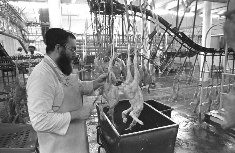 A kashruit supervisor checks chickens during the freezing process. (credit: Moshe Milner/GPO) A kashruit supervisor checks chickens during the freezing process. (credit: Moshe Milner/GPO)