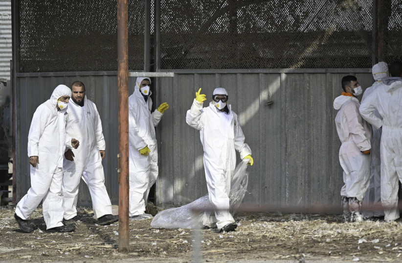 Workers in protective gear seen in Moshav Givat Yoav, in northern Israel, December 29, 2021, following an outbreak of the Avian influenza. (credit: MICHAEL GILADI/FLASH90) Workers in protective gear seen in Moshav Givat Yoav, in northern Israel, December 29, 2021, following an outbreak of the Avian influenza. (credit: MICHAEL GILADI/FLASH90)