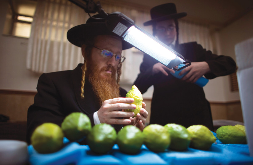 CHECKING AN etrog for blemishes in Jerusalem’s Mea She’arim neighborhood, ahead of Sukkot. (credit: RONEN ZVULUN/REUTERS) CHECKING AN etrog for blemishes in Jerusalem’s Mea She’arim neighborhood, ahead of Sukkot. (credit: RONEN ZVULUN/REUTERS)